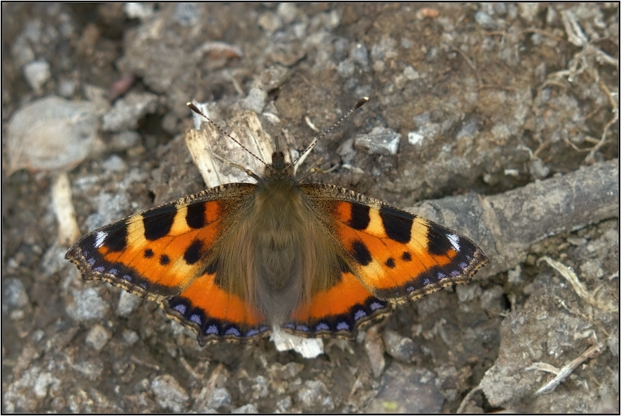 Babočka kopřivová (Aglais urticae )