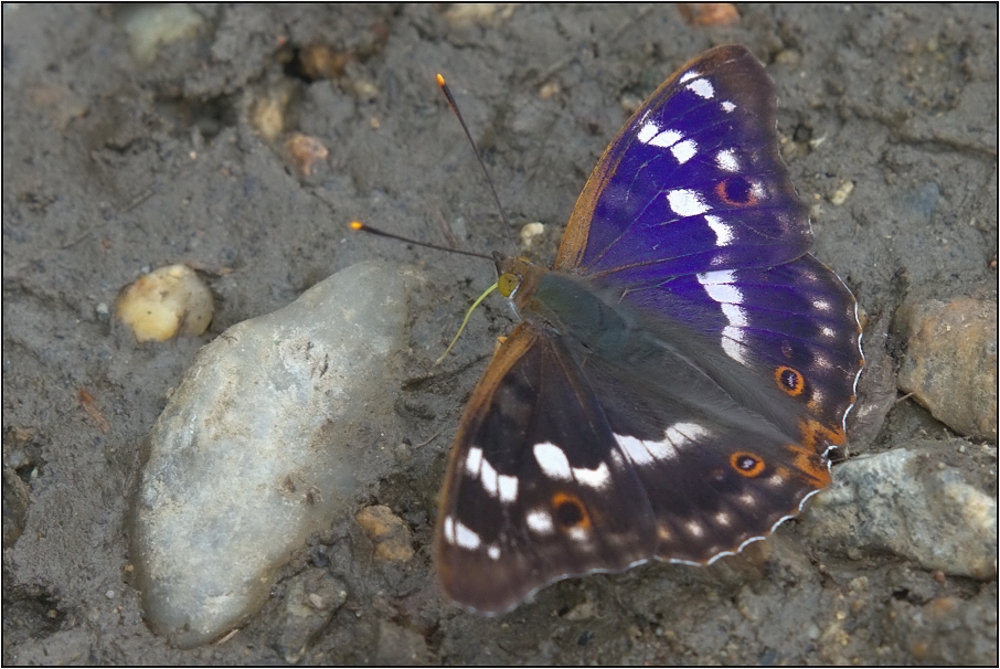 Batolec červený ( Lycaena dispar )