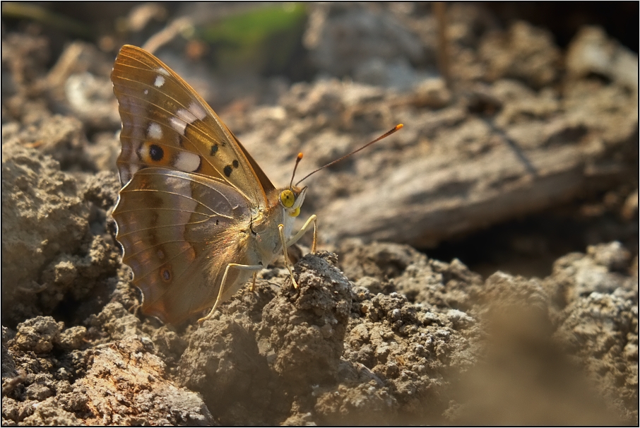 Batolec červený ( Lycaena dispar )