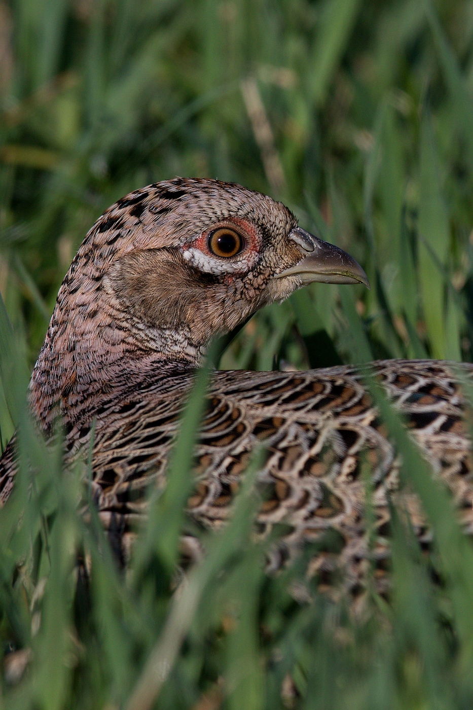 Bažant obecný  ( Phasianus colchicus )