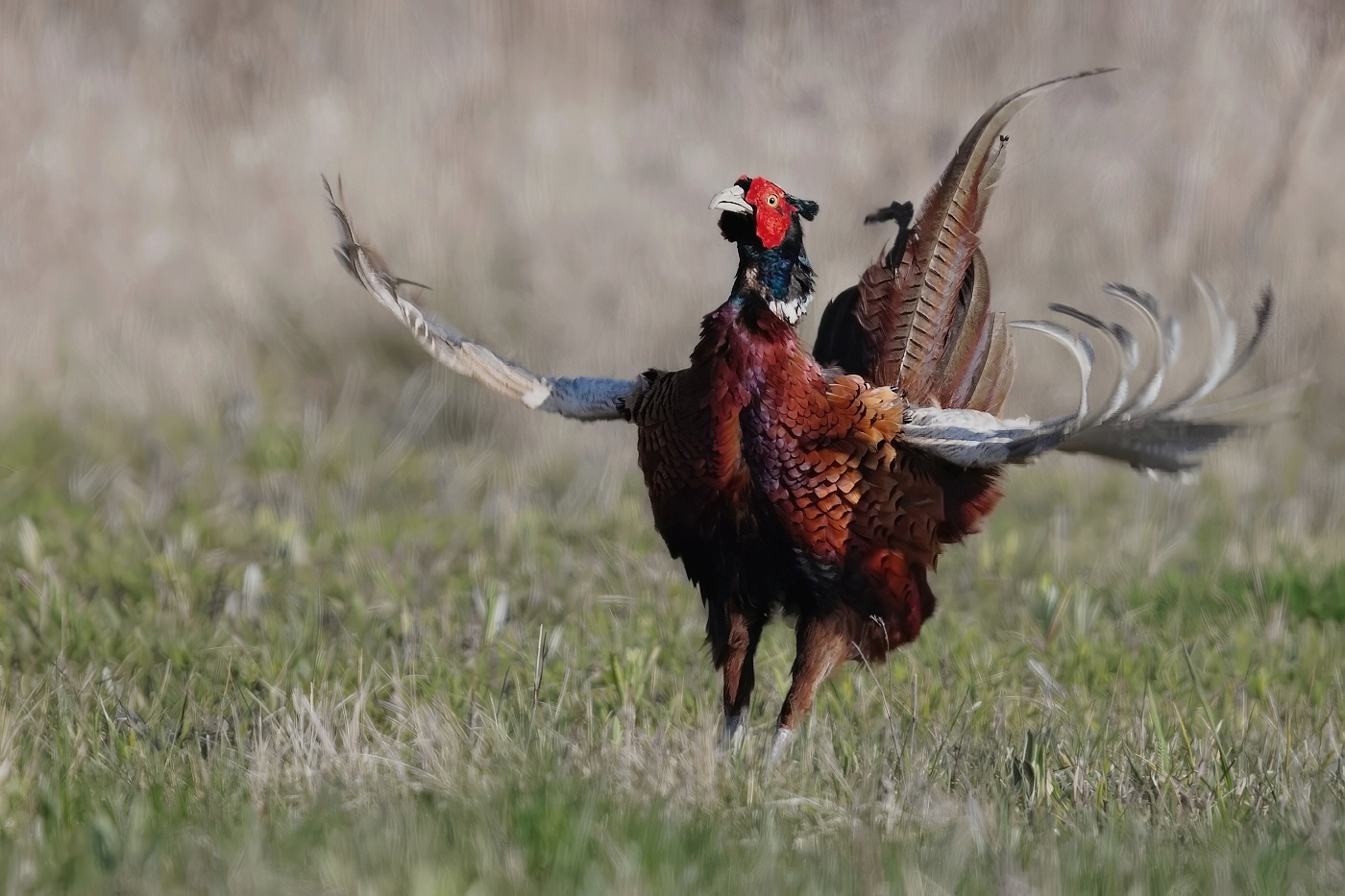 Bažant obecný  ( Phasianus colchicus )