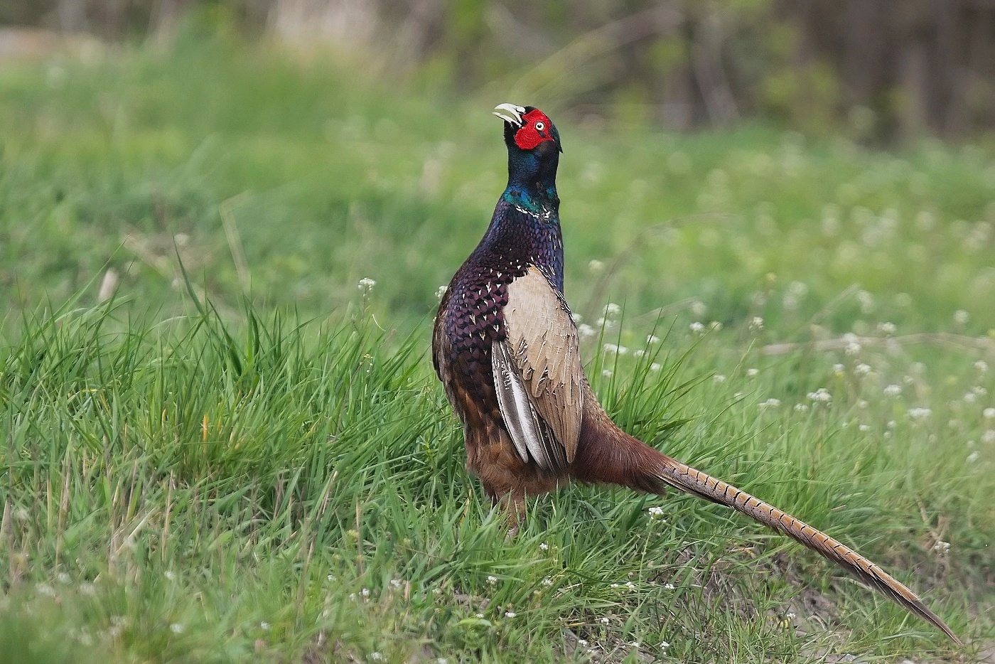 Bažant obecný  ( Phasianus colchicus )