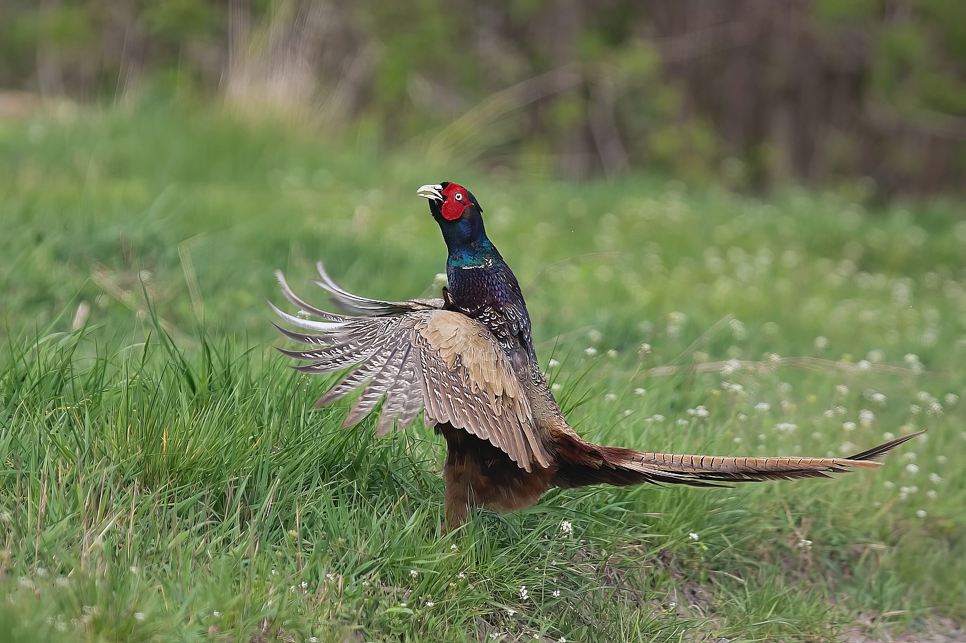 Bažant obecný  ( Phasianus colchicus )