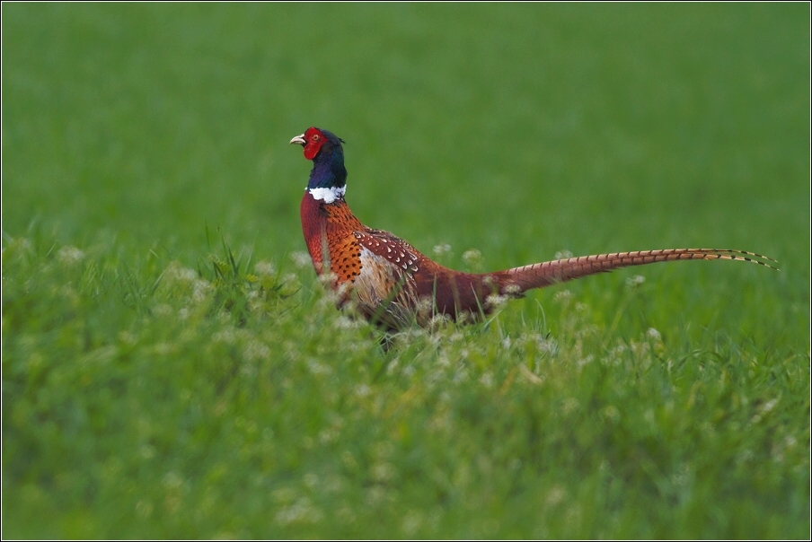 Bažant obecný ( Phasianus colchicus )