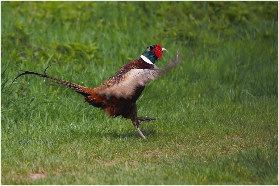 Bažant obecný ( Phasianus colchicus )