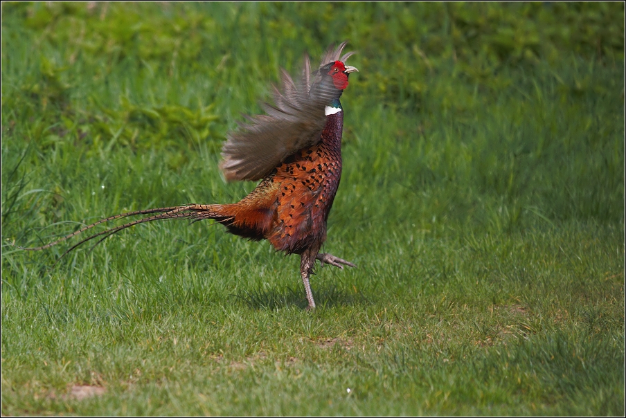 Bažant obecný ( Phasianus colchicus )