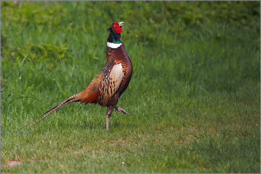 Bažant obecný ( Phasianus colchicus )