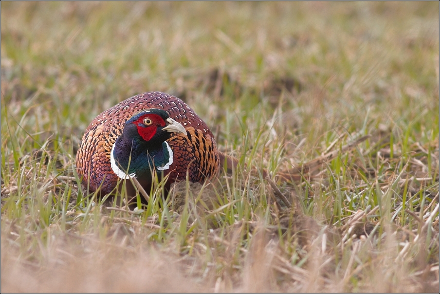 Bažant obecný ( Phasianus colchicus )