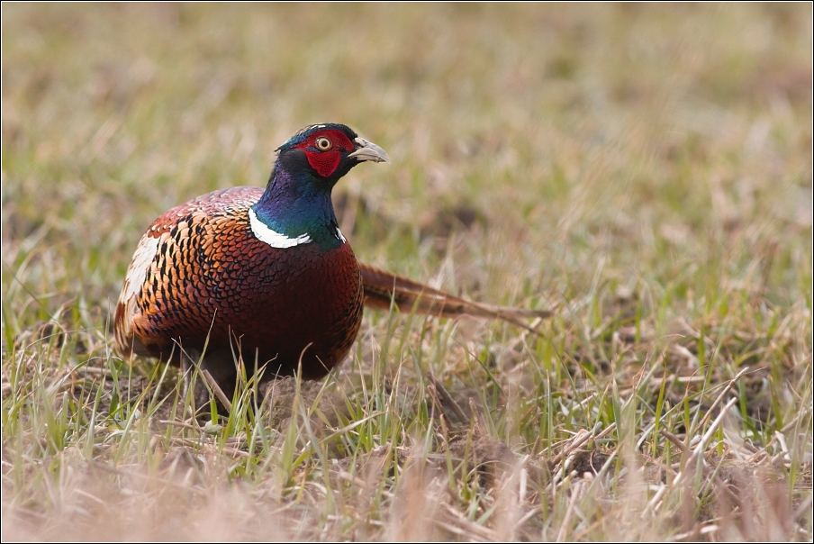 Bažant obecný ( Phasianus colchicus )