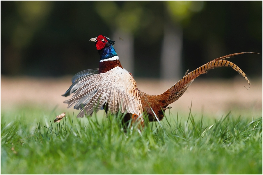 Bažant obecný ( Phasianus colchicus )