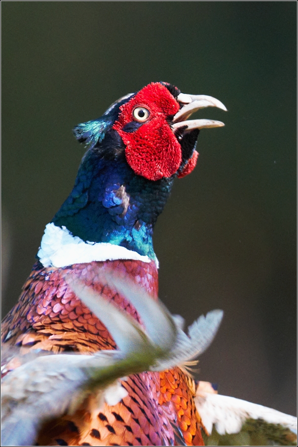 Bažant obecný ( Phasianus colchicus )