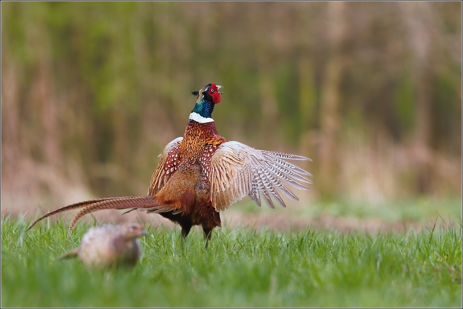 Bažant obecný ( Phasianus colchicus )