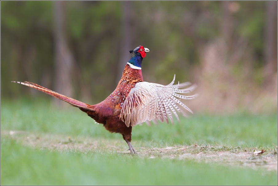 Bažant obecný ( Phasianus colchicus )