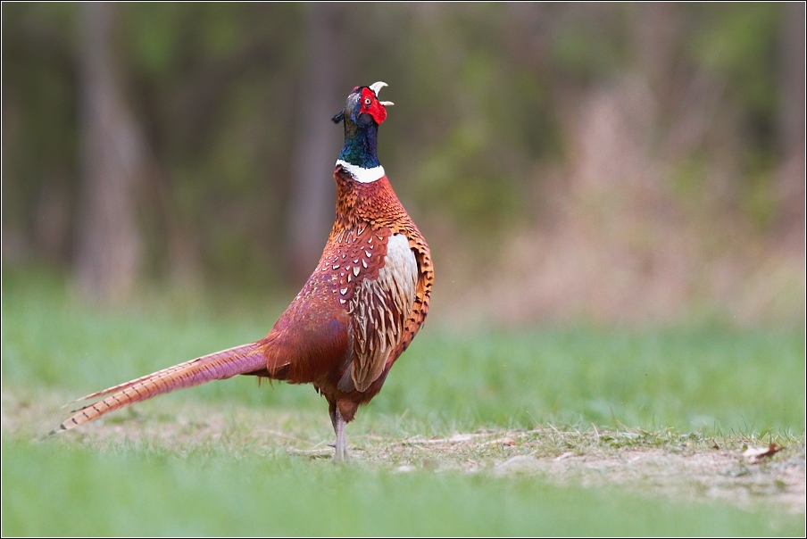 Bažant obecný ( Phasianus colchicus )