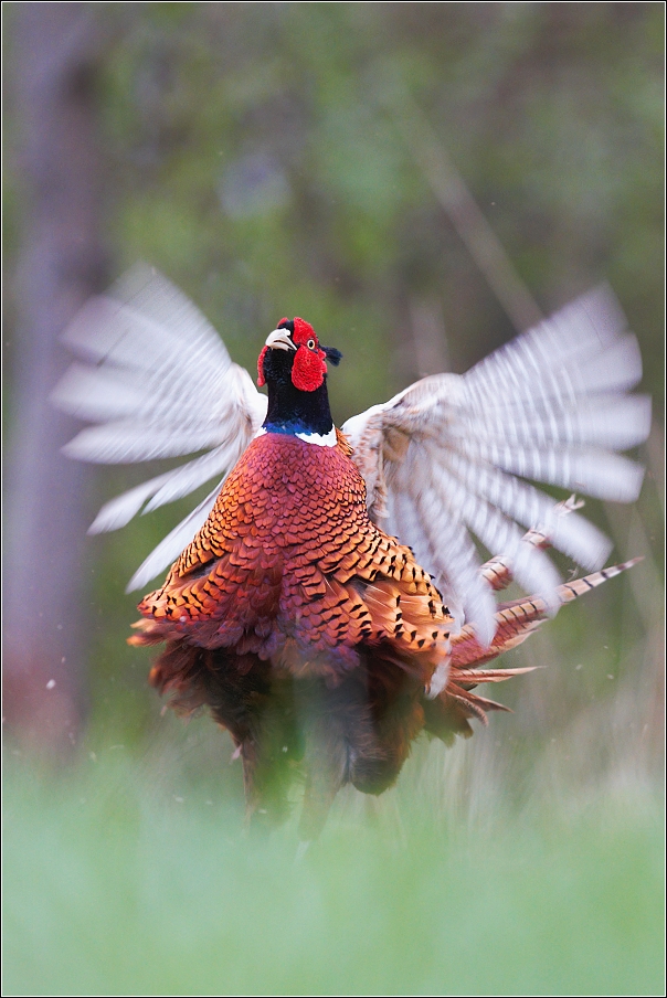 Bažant obecný ( Phasianus colchicus )