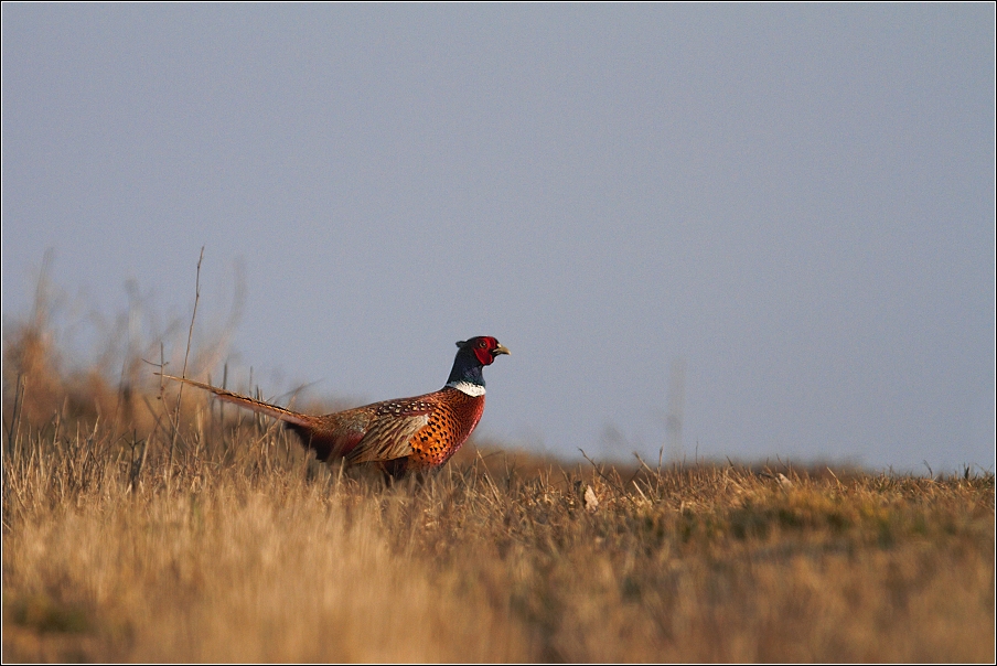 Bažant obecný  ( Phasianus colchicus )