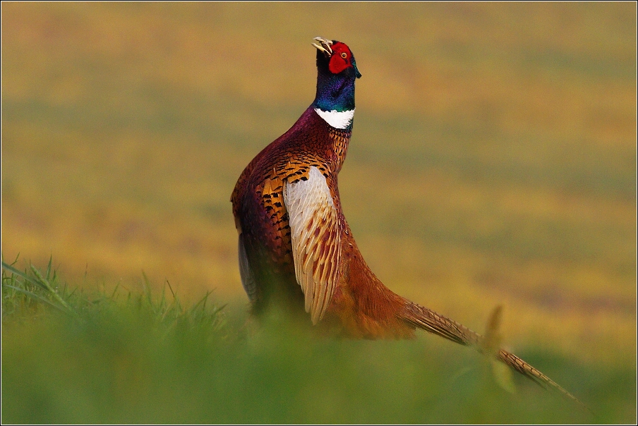 Bažant obecný  ( Phasianus colchicus )