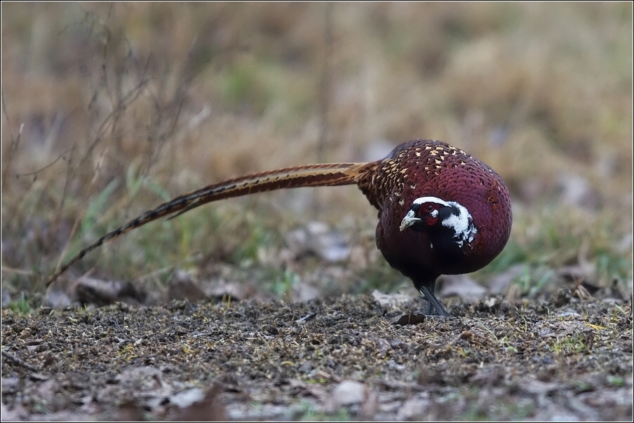 Bažant obecný  ( Phasianus colchicus )