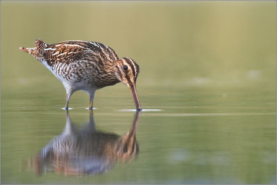 Bekasina otavní  ( Gallinago gallinago )