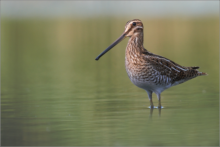 Bekasina otavní  ( Gallinago gallinago )