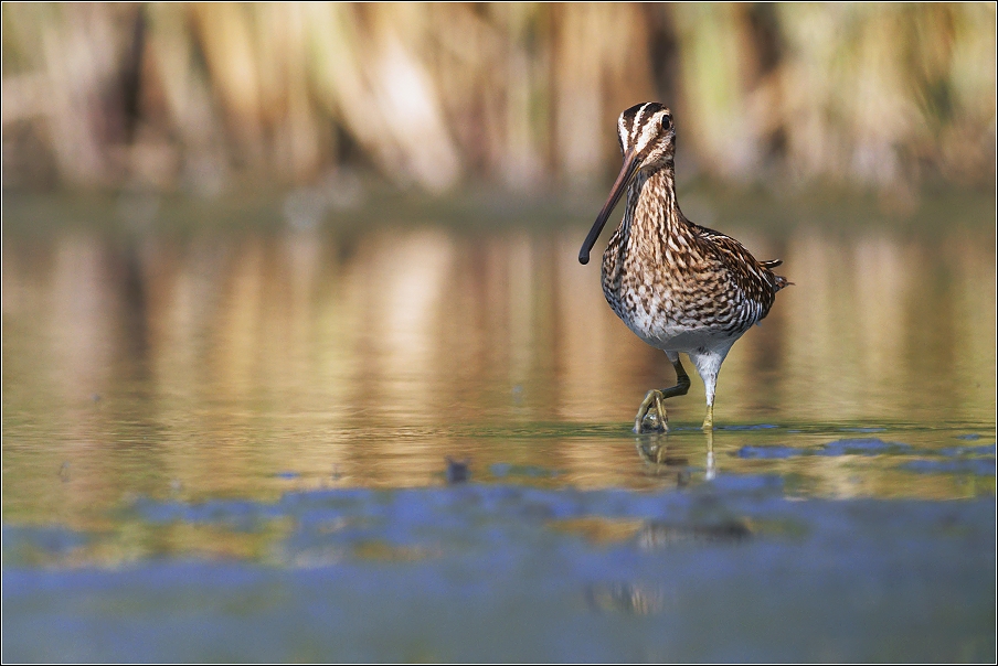 Bekasina otavní  ( Gallinago gallinago )