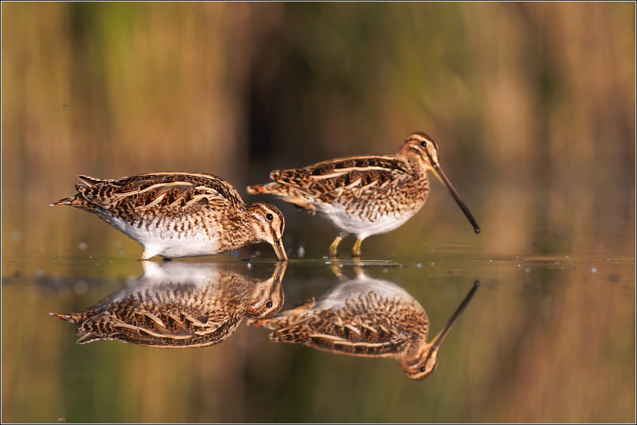 Bekasina otavní  ( Gallinago gallinago )