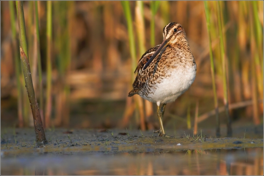 Bekasina otavní  ( Gallinago gallinago )