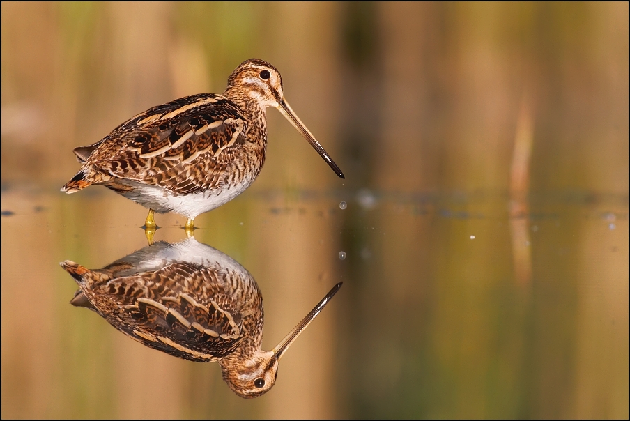 Bekasina otavní  ( Gallinago gallinago )