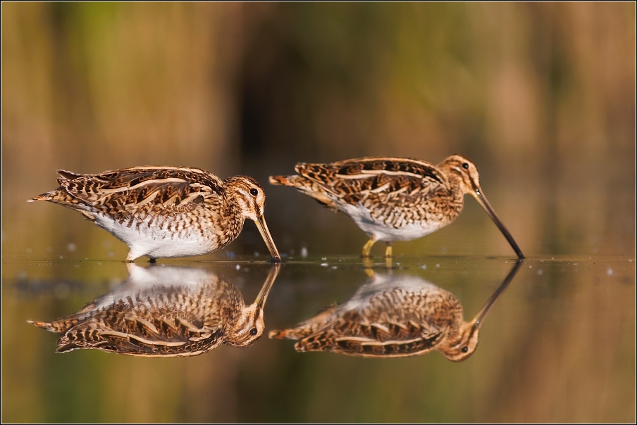 Bekasina otavní  ( Gallinago gallinago )