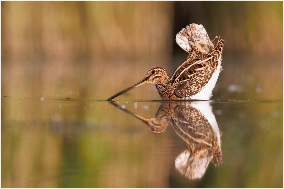 Bekasina otavní  ( Gallinago gallinago )