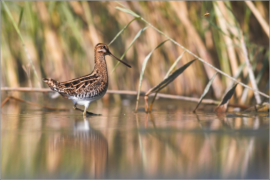 Bekasina otavní  ( Gallinago gallinago )