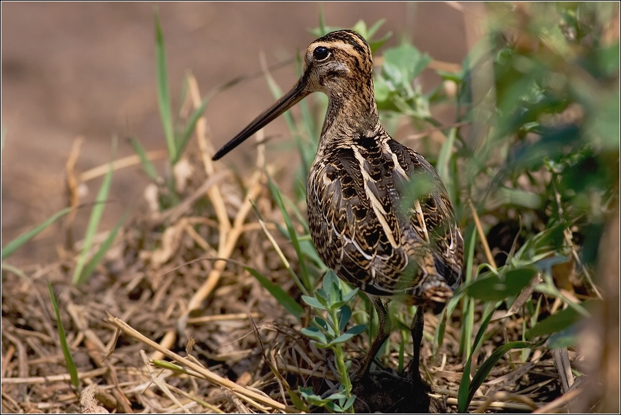 Bekasina otavní ( Gallinago gallinago )