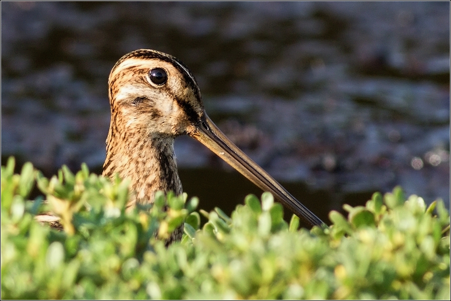 Bekasina otavní ( Gallinago gallinago )