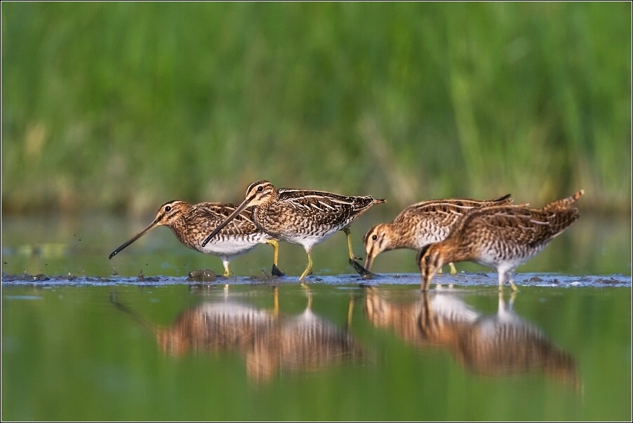 Bekasina otavní ( Gallinago gallinago )