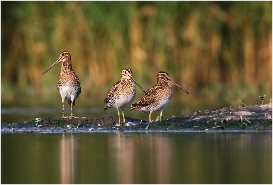 Bekasina otavní ( Gallinago gallinago )