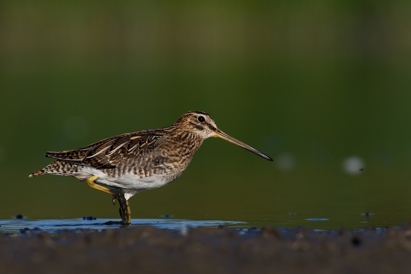 Bekasina otavní ( Gallinago gallinago )