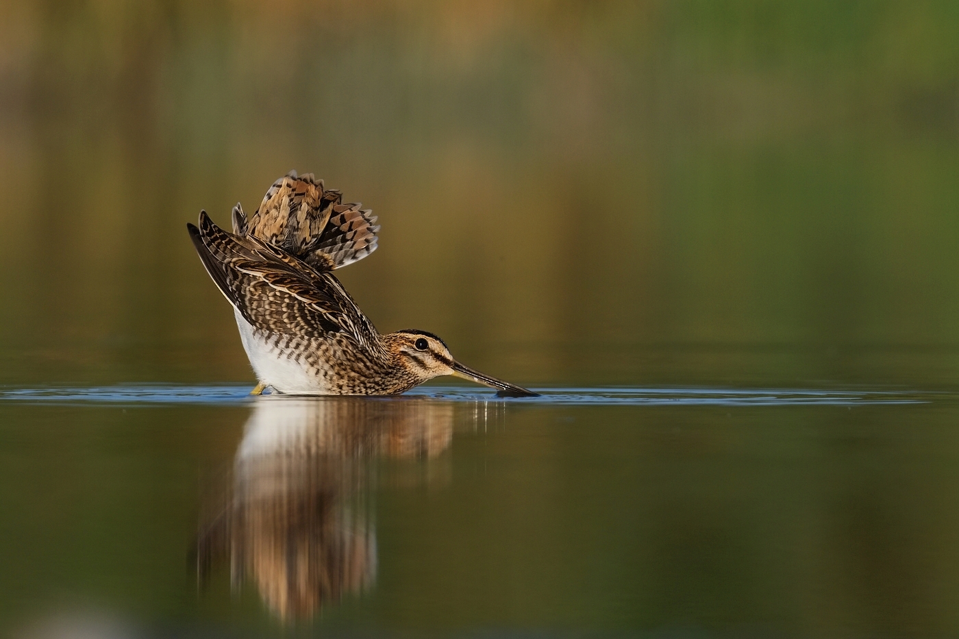 Bekasina otavní ( Gallinago gallinago )