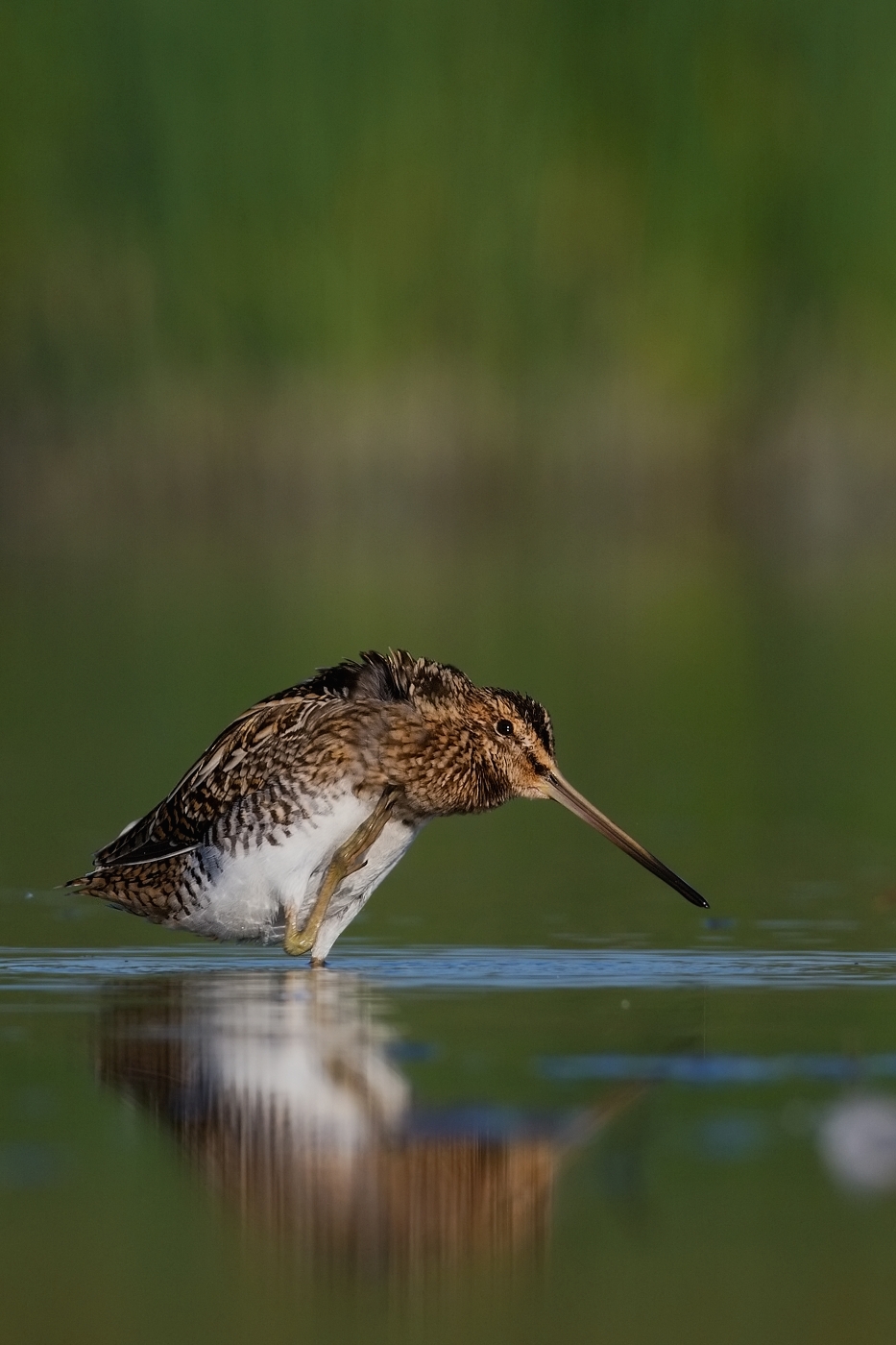 Bekasina otavní ( Gallinago gallinago )