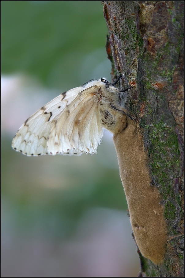 Bekyně velkohlavá ( Lymantria dispar )