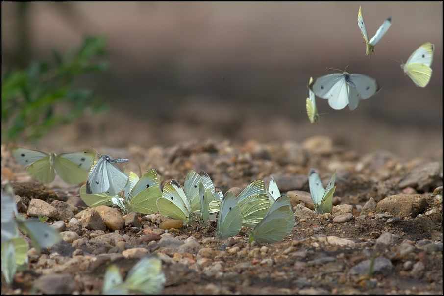 Bělásek zelný ( Pieris brassicae )