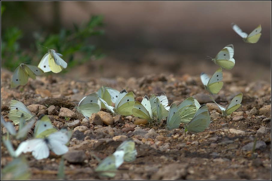 Bělásek zelný ( Pieris brassicea )