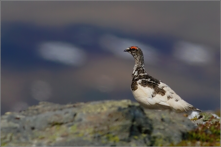 Bělokur horský ( Lagopus muta )