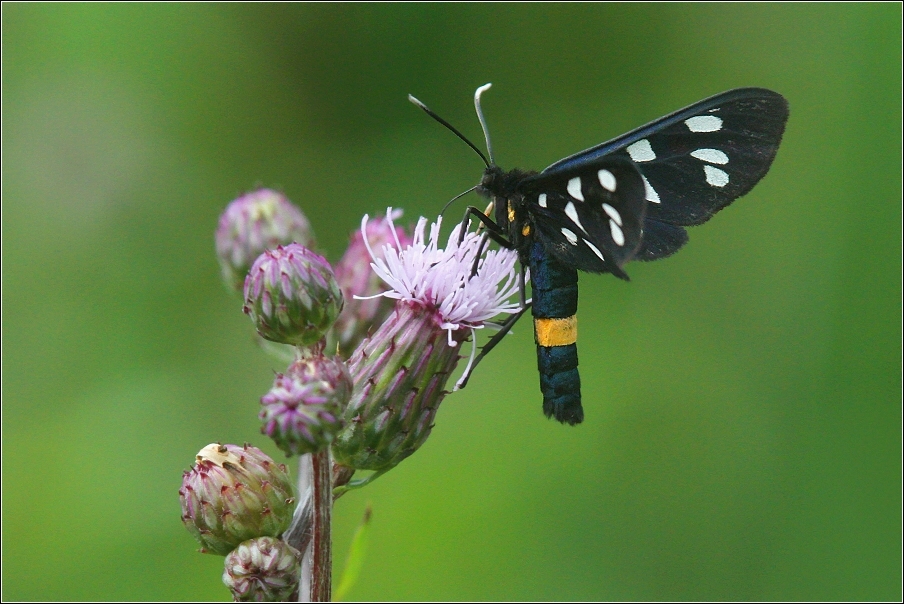 Běloskvrnáč pampeliškový  ( Amata phegea )