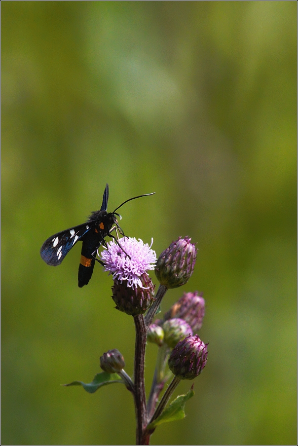 Běloskvrnáč pampeliškový  ( Amata phegea )