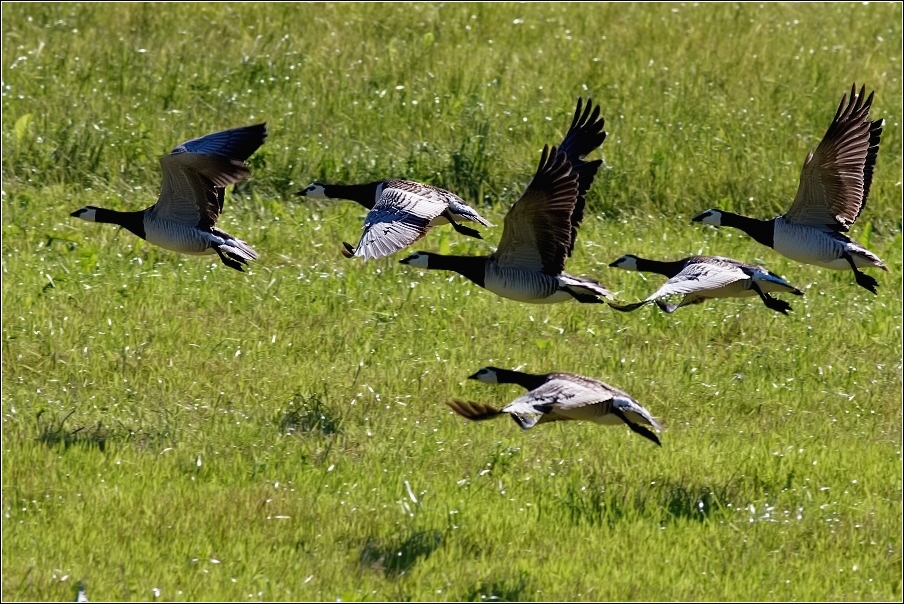 Berneška bělolící  ( Branta leucopsis )