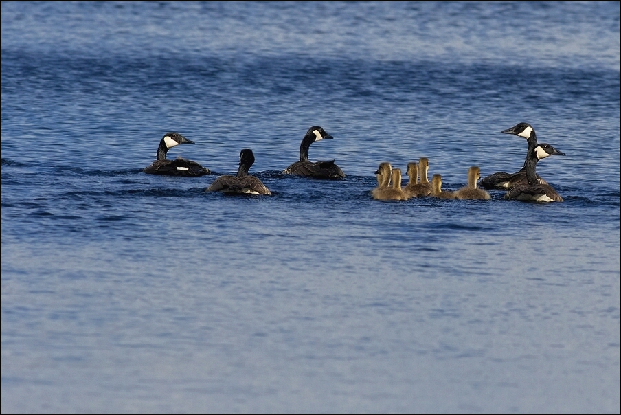 Berneška velká  ( Branta leucopsis )