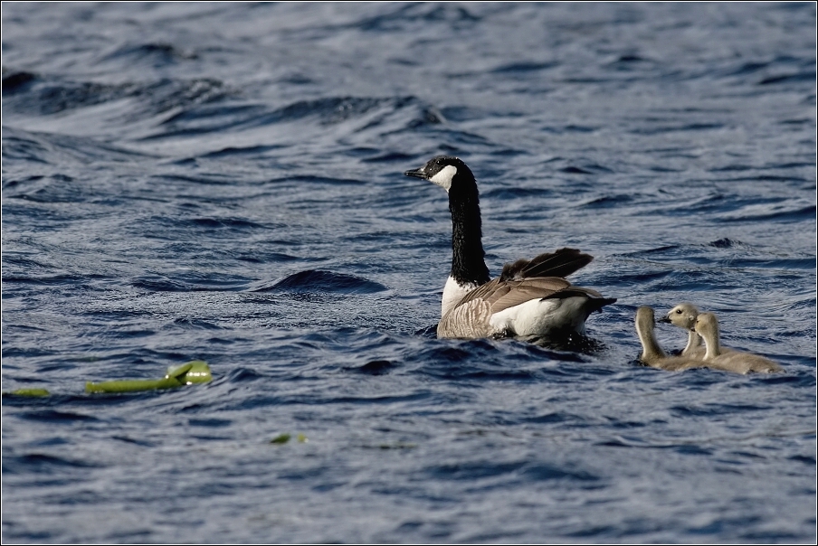 Berneška velká  ( Branta leucopsis )