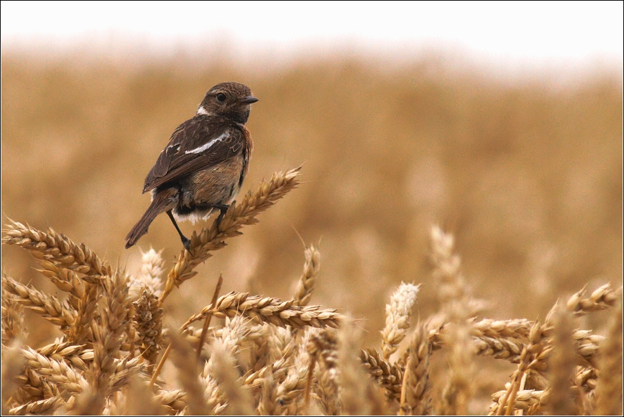 Bramborníček černohlavý  ( Saxicola rubicola )