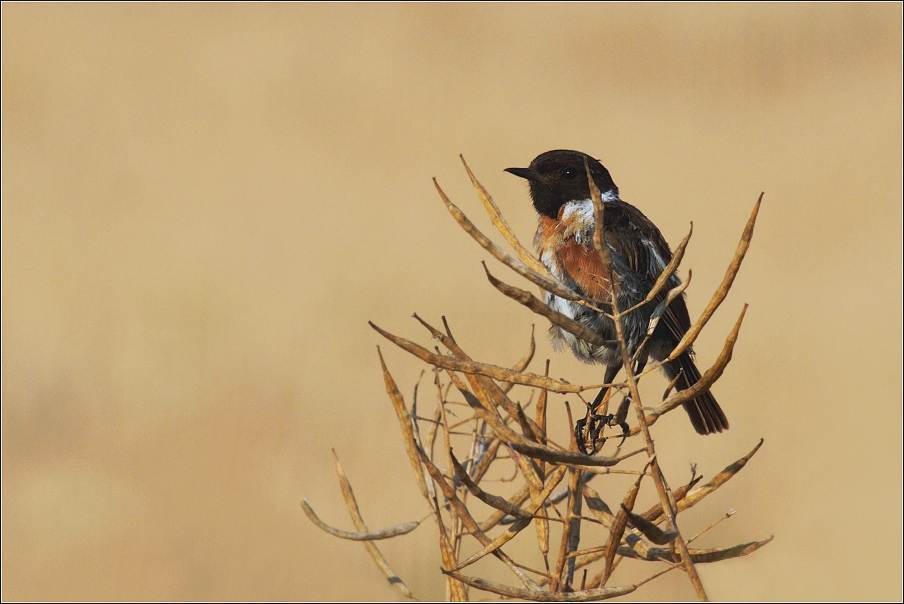 Bramborníček černohlavý  ( Saxicola rubicola )