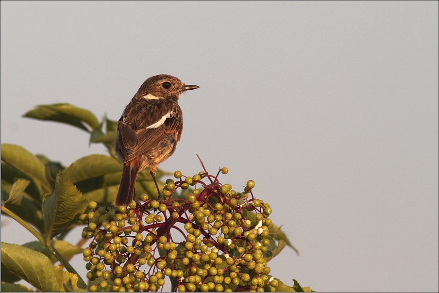 Bramborníček černohlavý  ( Saxicola rubicola )